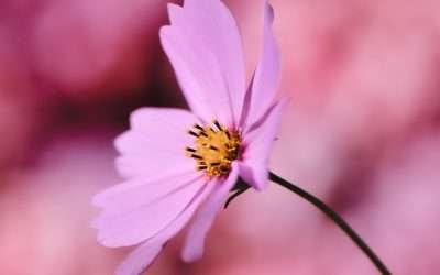 Get the Look: How to Emulate Your Favorite Celeb’s Necklace Style