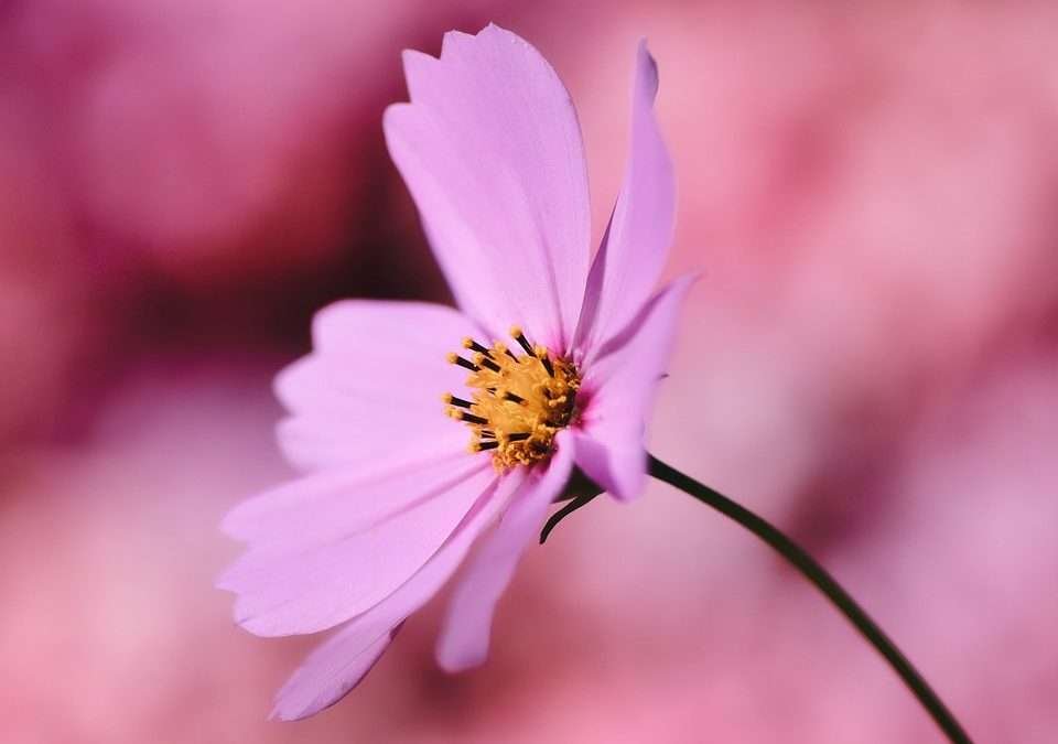 Get the Look: How to Emulate Your Favorite Celeb’s Necklace Style